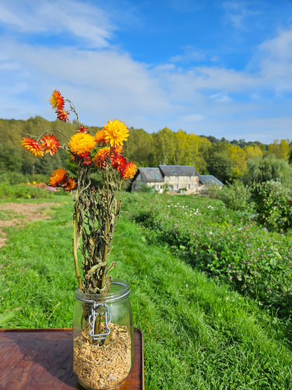 Immortelle orange séchée Fleurs séchées françaises normandie Fleurs de la Clarté bottes grossiste diy pas cher