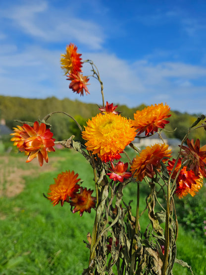 Immortelle orange séchée Fleurs séchées françaises normandie Fleurs de la Clarté bottes grossiste diy pas cher