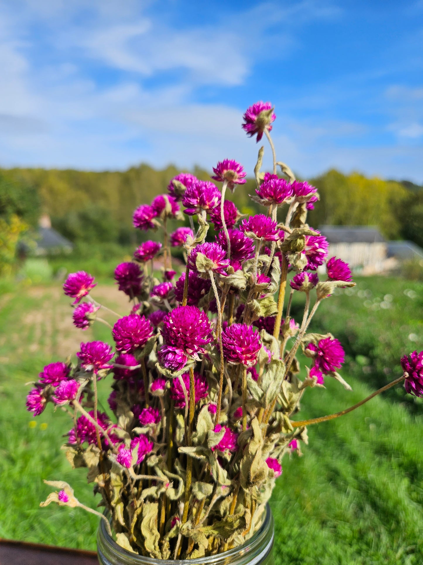 Gomphrena globosa violet séchée Fleurs séchées françaises normandie Fleurs de la Clarté bottes grossiste diy pas cher