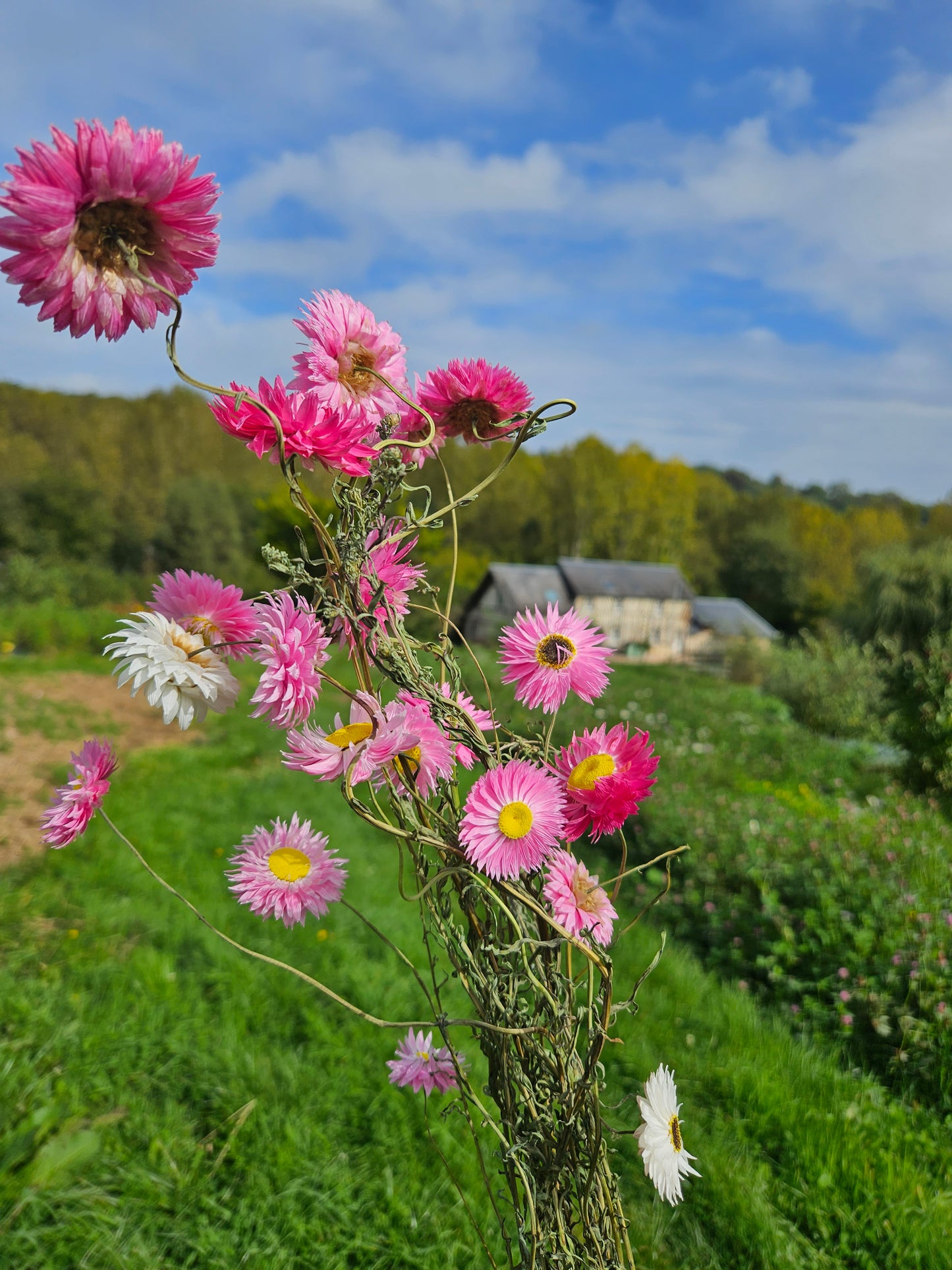 Acroclinium rose séchée Fleurs séchées françaises normandie Fleurs de la Clarté bottes grossiste diy pas cher