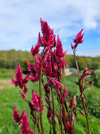 Célosie spicata bordeaux séchée Fleurs séchées françaises normandie Fleurs de la Clarté bottes grossiste diy pas cher