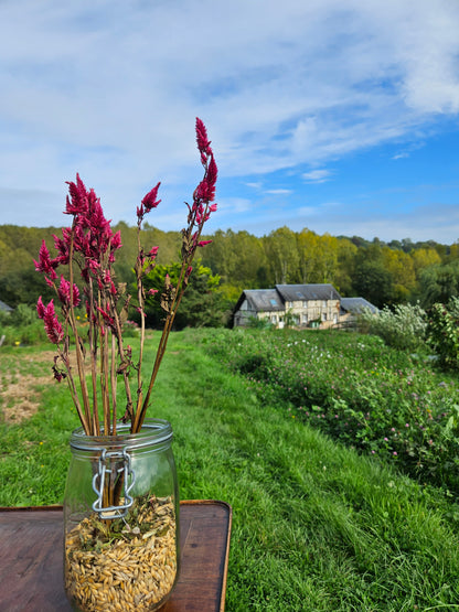 Célosie spicata bordeaux séchée Fleurs séchées françaises normandie Fleurs de la Clarté bottes grossiste diy pas cher