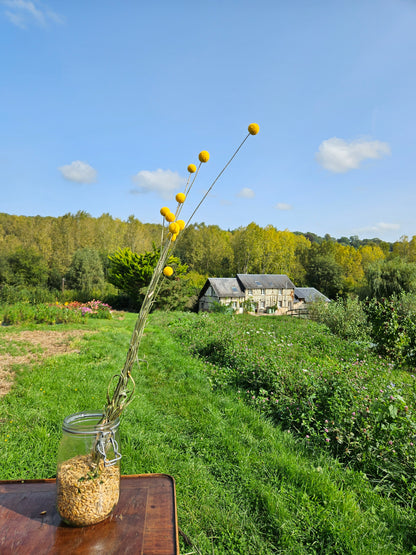 Craspedia globosa jaune séchée Fleurs séchées françaises normandie Fleurs de la Clarté bottes grossiste diy pas cher