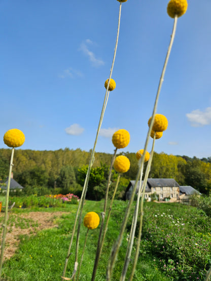 Craspedia globosa jaune séchée Fleurs séchées françaises normandie Fleurs de la Clarté bottes grossiste diy pas cher