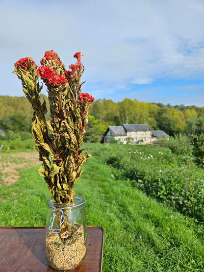 Célosie crête de coq séchée Fleurs séchées françaises normandie Fleurs de la Clarté bottes grossiste diy pas cher