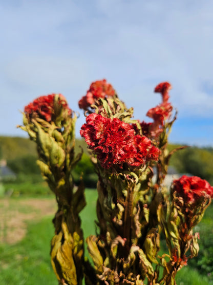 Célosie crête de coq séchée Fleurs séchées françaises normandie Fleurs de la Clarté bottes grossiste diy pas cher