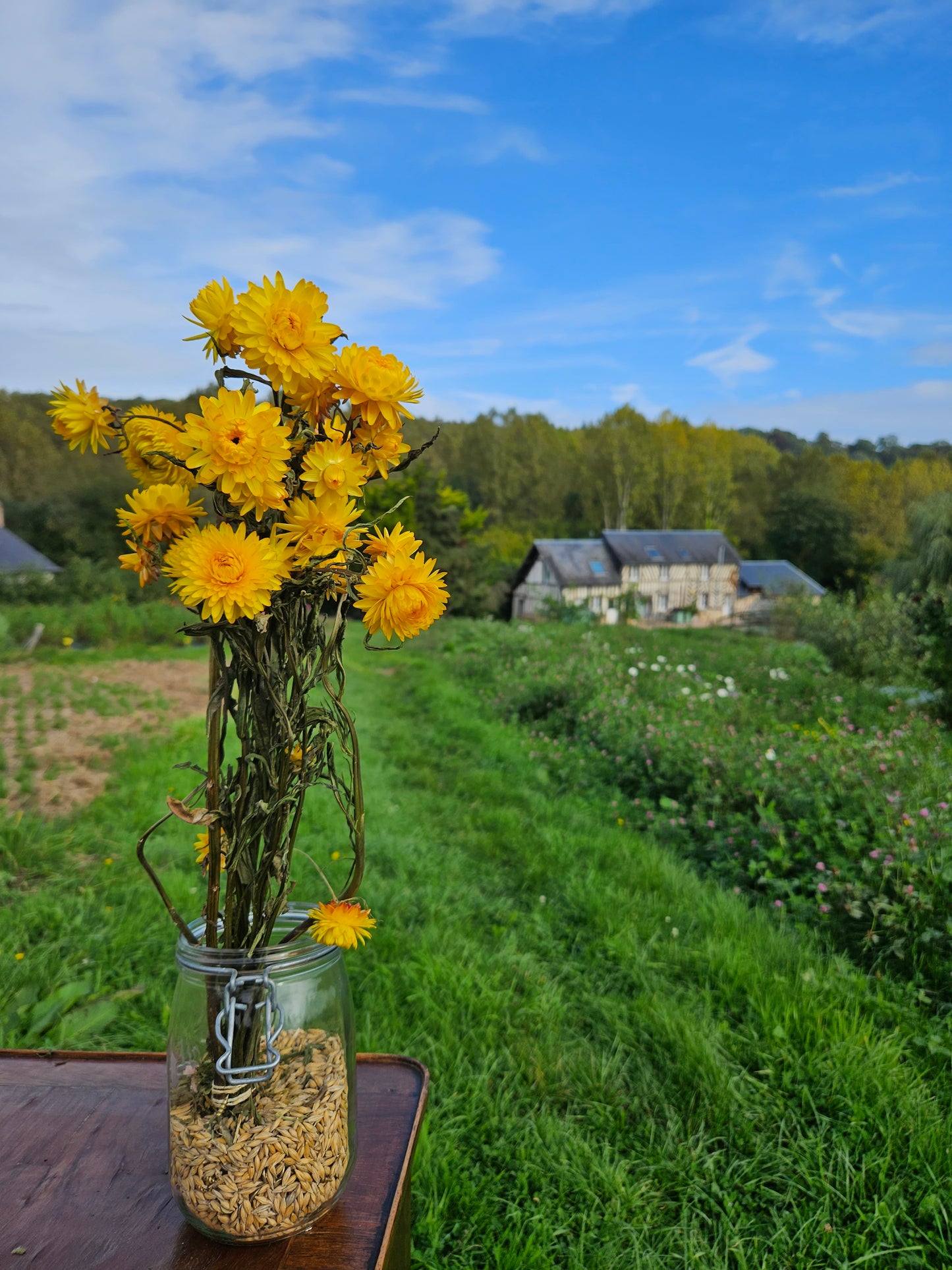 Immortelle jaune séchée Fleurs séchées françaises normandie Fleurs de la Clarté bottes grossiste diy pas cher