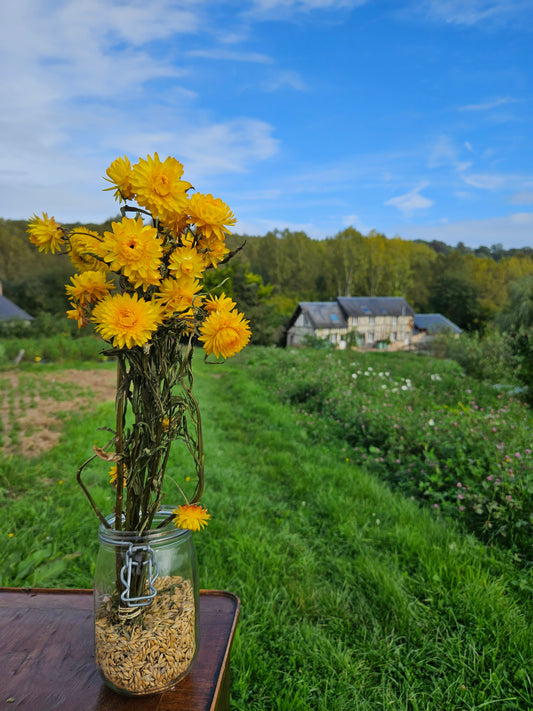 Immortelle jaune séchée Fleurs séchées françaises normandie Fleurs de la Clarté bottes grossiste diy pas cher