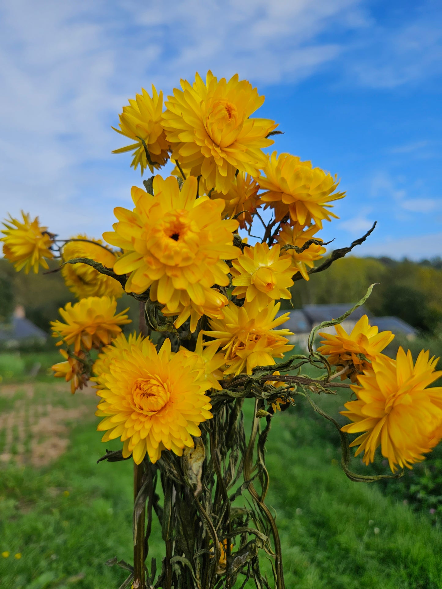 Immortelle jaune séchée