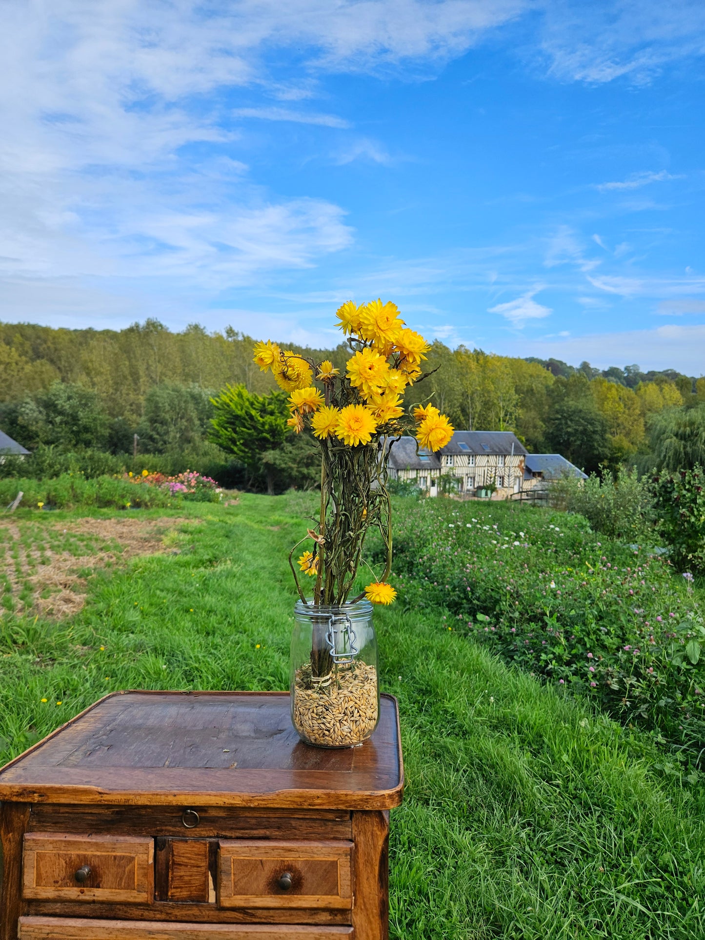 Immortelle jaune séchée