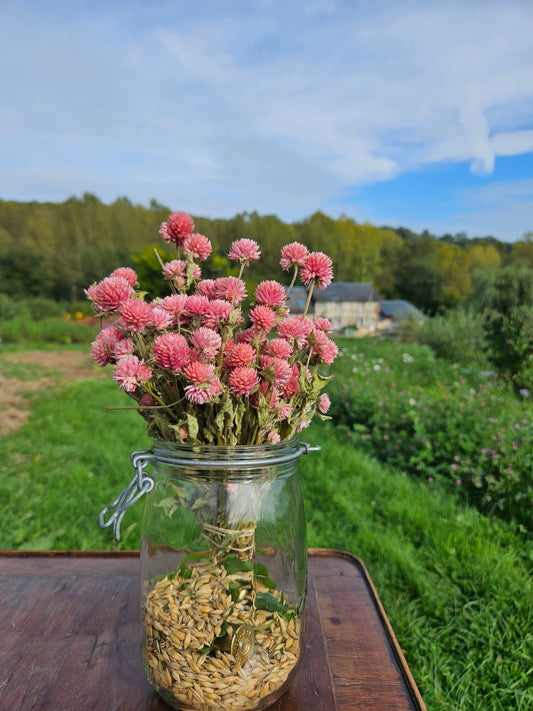 Gomphrena globosa rose séchée Fleurs séchées françaises normandie Fleurs de la Clarté bottes grossiste diy pas cher