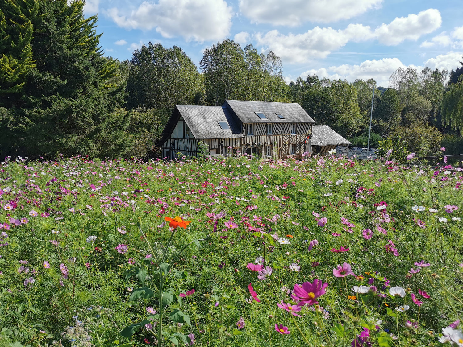 Maison ferme florale normandie Fleurs de la Clarté Fleurs séchées