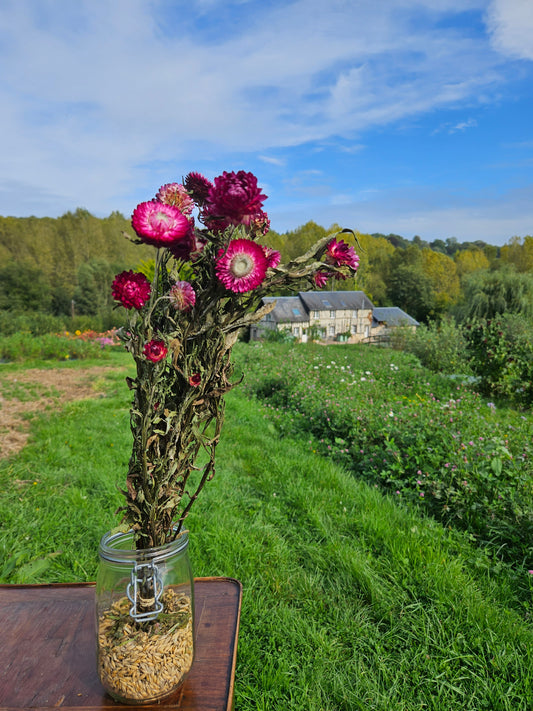 Immortelle rose séchée Fleurs séchées françaises normandie Fleurs de la Clarté bottes grossiste diy pas cher