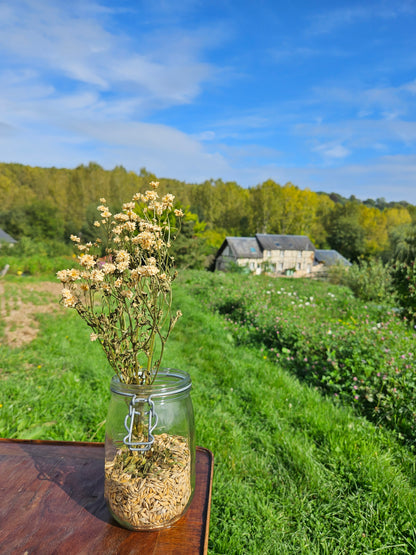 Matricaire tetra white séchée Fleurs séchées françaises normandie Fleurs de la Clarté bottes grossiste diy pas cherr