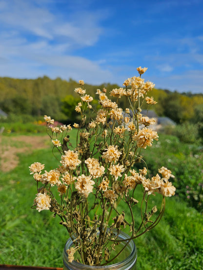 Matricaire tetra white séchée Fleurs séchées françaises normandie Fleurs de la Clarté bottes grossiste diy pas cherr