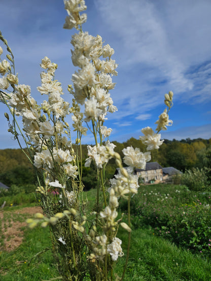 Pied d'alouette blanc séchée Fleurs séchées françaises normandie Fleurs de la Clarté bottes grossiste diy pas cher