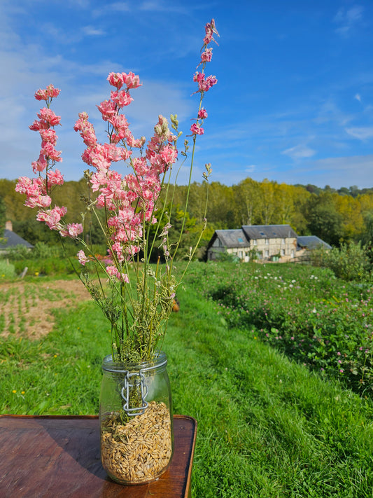 Pied d'alouette rose séchée Fleurs séchées françaises normandie Fleurs de la Clarté bottes grossiste diy pas cher