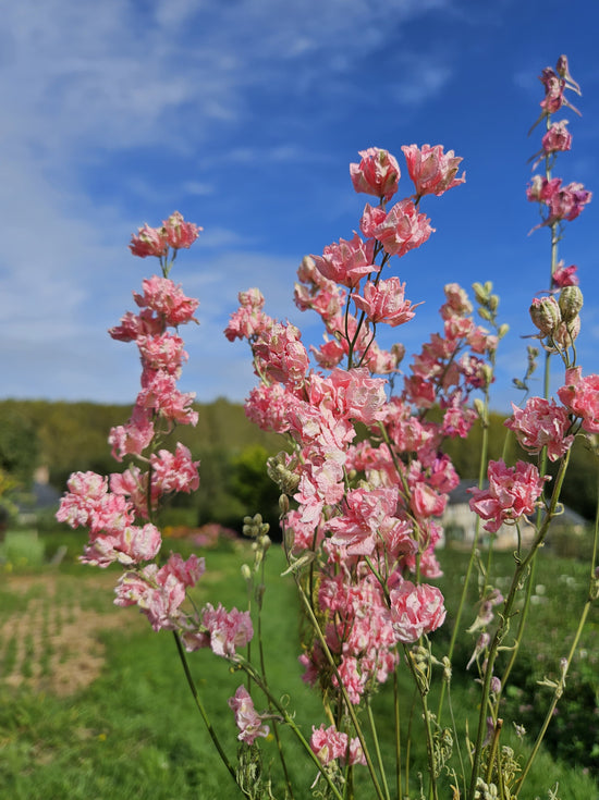 Delphinium rose séchée Fleurs séchées françaises normandie Fleurs de la Clarté bottes grossiste diy pas cher