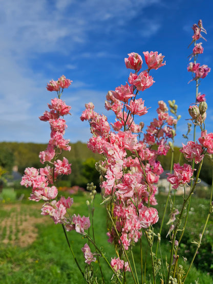 Pied d'alouette rose séchée Fleurs séchées françaises normandie Fleurs de la Clarté bottes grossiste diy pas cher