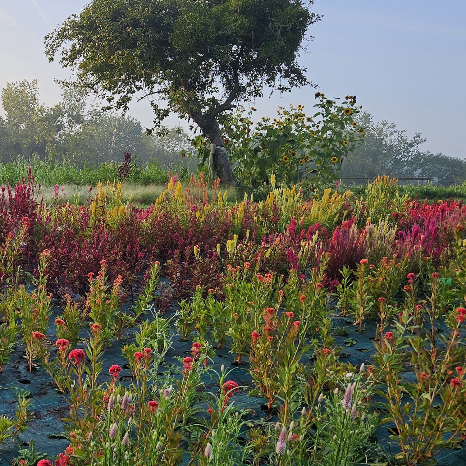 champs de fleurs : fleuriste Caen circuit-court