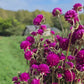 Gomphrena globosa violet séchée Fleurs séchées françaises normandie Fleurs de la Clarté bottes grossiste diy pas cher