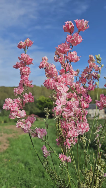 Pied d'alouette rose séchée Fleurs séchées françaises normandie Fleurs de la Clarté bottes grossiste diy pas cher