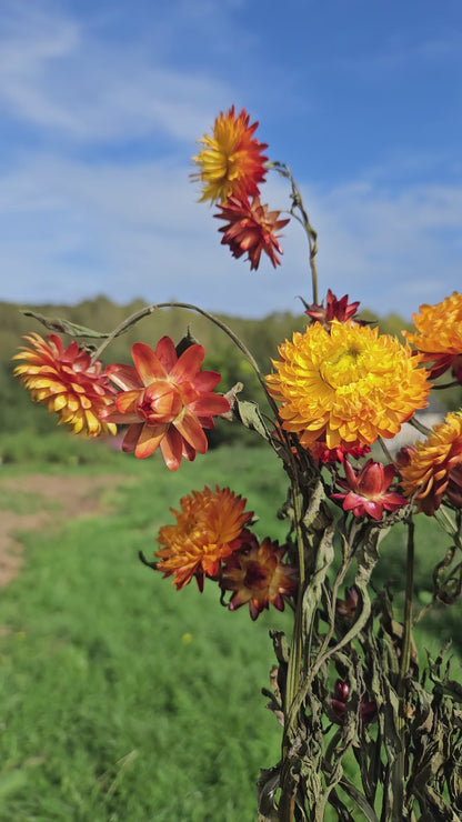 Immortelle orange séchée Fleurs séchées françaises normandie Fleurs de la Clarté bottes grossiste diy pas cher