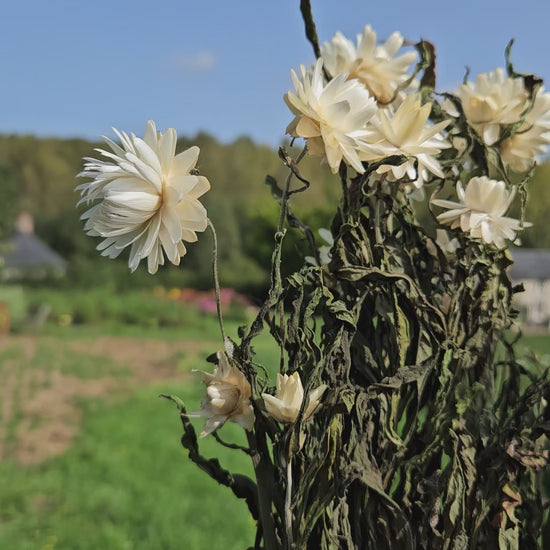 Immortelle blanche séchée Fleurs séchées françaises normandie Fleurs de la Clarté bottes grossiste diy pas cher