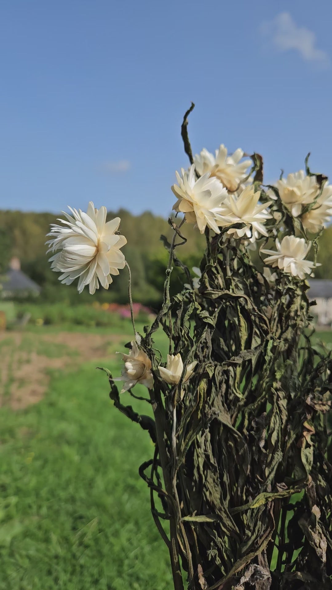 Immortelle blanche séchée Fleurs séchées françaises normandie Fleurs de la Clarté bottes grossiste diy pas cher