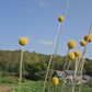 Craspedia globosa jaune séchée Fleurs séchées françaises normandie Fleurs de la Clarté bottes grossiste diy pas cher
