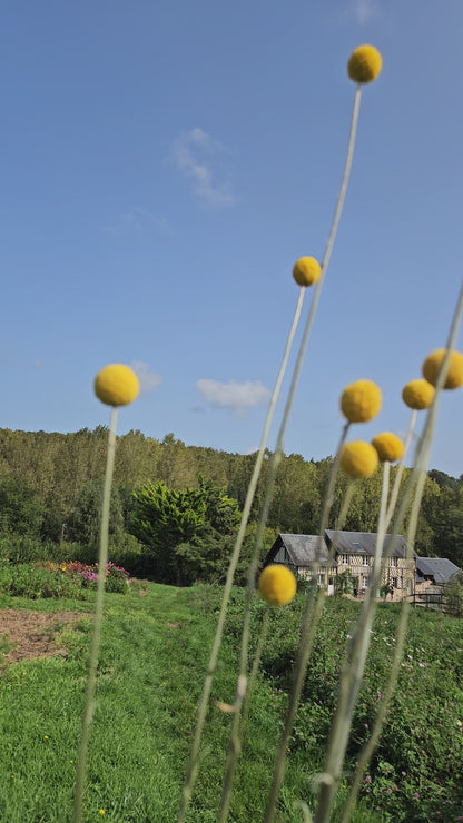 Craspedia globosa jaune séchée Fleurs séchées françaises normandie Fleurs de la Clarté bottes grossiste diy pas cher