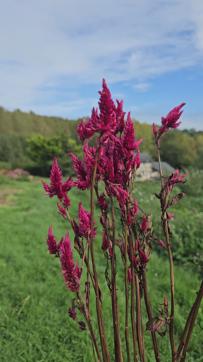 Célosie spicata bordeaux séchée Fleurs séchées françaises normandie Fleurs de la Clarté bottes grossiste diy pas cher