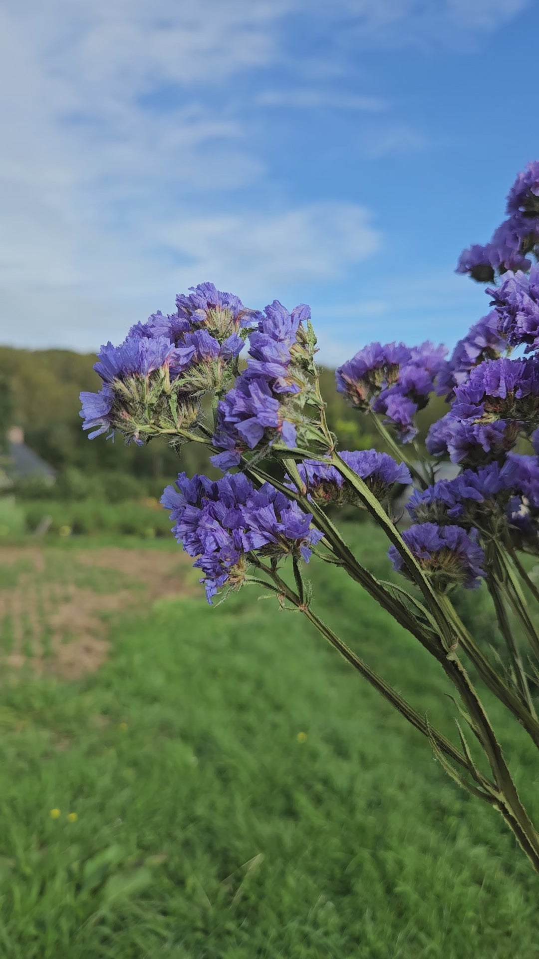 Statice sinuata bleu séchée Fleurs séchées françaises normandie Fleurs de la Clarté bottes grossiste diy pas cher