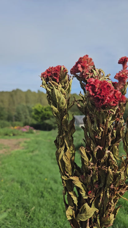 Célosie crête de coq séchée Fleurs séchées françaises normandie Fleurs de la Clarté bottes grossiste diy pas cher