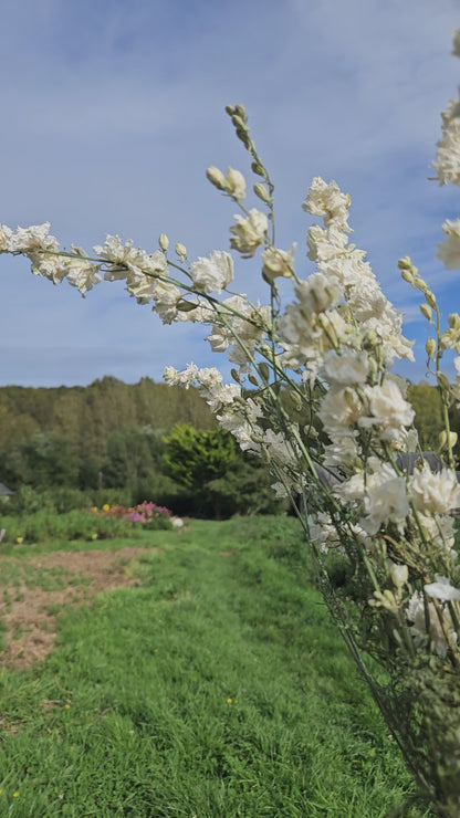 Pied d'alouette blanc séchée Fleurs séchées françaises normandie Fleurs de la Clarté bottes grossiste diy pas cher