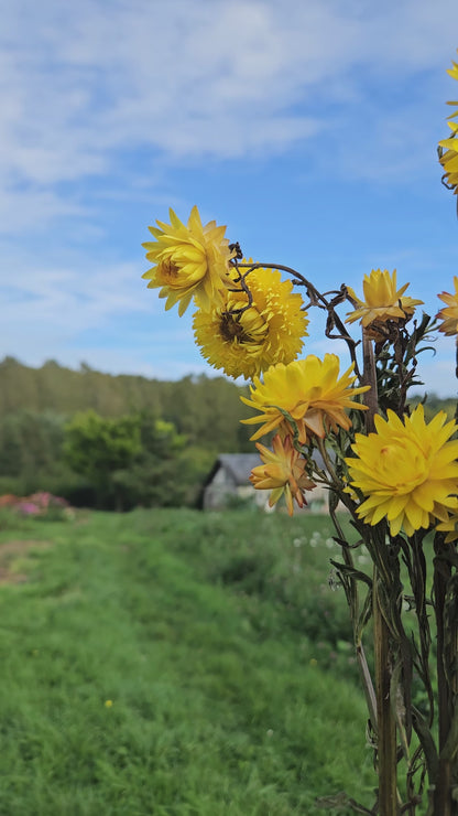 Immortelle jaune séchée